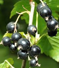 Ribes 'Silvergieters Schwarze' - Schwarze Johannisbeere (Cassis)