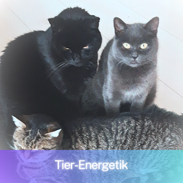 Tierenergetik