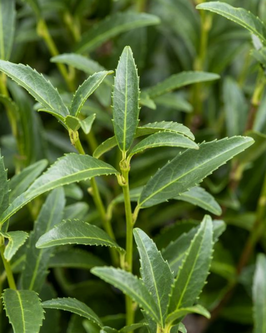 Prunus laurocerasus 'Sofia'®