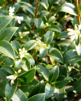 Osmanthus burkwoodii