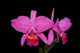 Cattleya trianaei "Andrea Niessen" AM / AOS