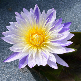 Nymphaea Fantasy Blue