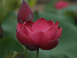 Nelumbo Torch of Nanjing
