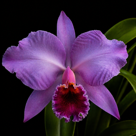 Cattleya percivaliana tipo "Orange Pink"