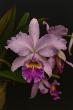 Cattleya warszewiczii ff. coerulea Lagrimosa x Celestina