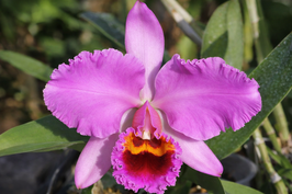 Cattleya percivaliana tipo Colibri x self