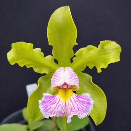 Cattleya schilleriana f. semi-alba0 "N1" x "Kodoguchi"