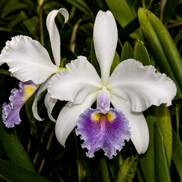 Cattleya warszewiczii coerulea "Blau"