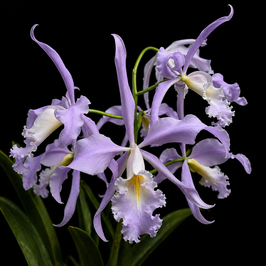 Cattleya maxima f. coerulea "Lilac"