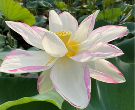 Nelumbo Sa Jin Fewer Petals