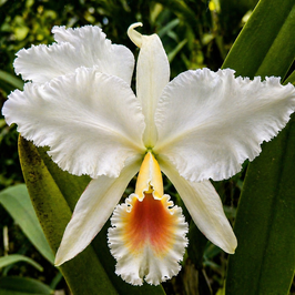 Cattleya percivaliana f. alba "OV"