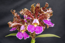 Cattleya schilleriana ("Chapeu" x "Guarapari") x ("Guarapari" x "77")