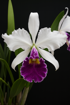 Cattleya warscewiczii ff. coerulea (Florestina x Olimpia)
