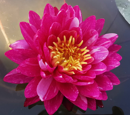 Nymphaea Bangkok Miracle