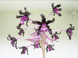 Myrmecophila / Schomburgkia splendida var. Cauca