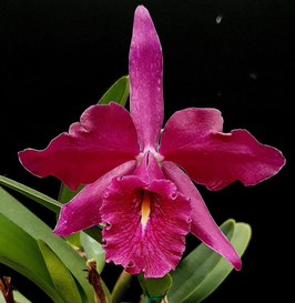 Cattleya maxima ff. rubra Vampira