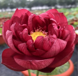 Nelumbo Plum Robe
