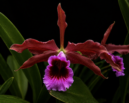 Cattleya tenebrosa "Valpota's Night"
