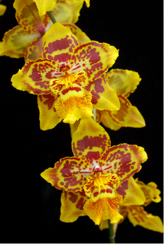 Wils Debra Attwood 'Golden Gate' X Oda Desirable