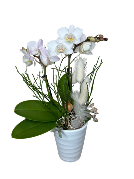 Orchidee mini