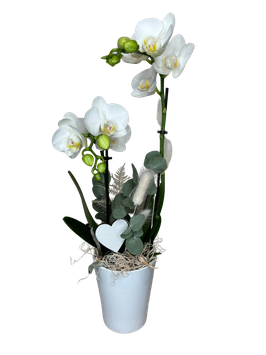 Orchidee midi