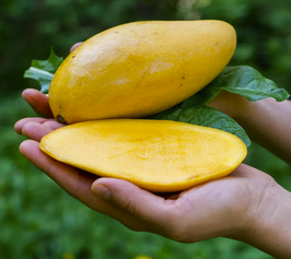 Mangue Nam Dok Maï (direct producteur)