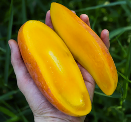 Mangue Maha Chanok (direct producteur)