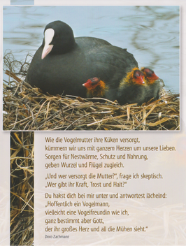 Postkarte GF: Entenmutter mit Küken - Und wer versorgt die Mutter?