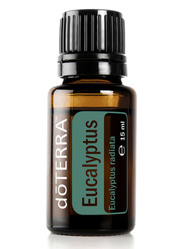 Ätherisches Oel EUKALYPTUS (Eucalyptus Radiata) 15ml