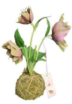 Christrose mit Moosball