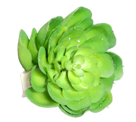 Succulente 2