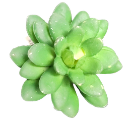 Succulente 1
