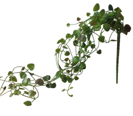 Saxifrahänger L65