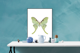 Actias luna