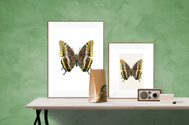 Charaxes jasius undersida