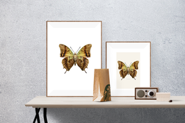 Charaxes candiope u.