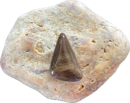 Versteinertes Holz hell-/dunkelbraun gemustert, Schmuck Anhänger mit seitlicher Bohrung, Größe 29 x 20 mm - ohne Deko