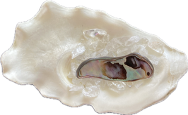 Paua Muschel, grün rosa schwarz schimmernd, Größe 40 x 16 mm - ohne Deko