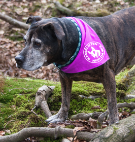 Halstuch mit Aufdruck RASSELISTEN NEIN DANKE BULLTERRIER