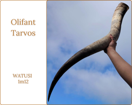 Tarvos - Olifant Watusi d'1m12