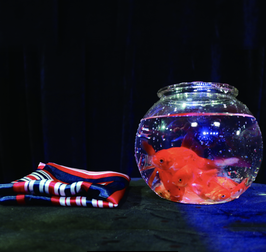 新式 金魚 出現鉢 / Appearing Goldfish Bowl