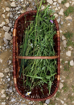 Cooking with Wild Flowers and Herbs (6.05.2023)