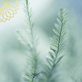 Raunächte Workshop im Lila in Urdorf am 7.12.2025 von 12-17 Uhr
