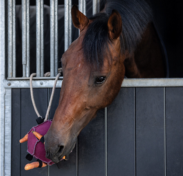 JOUET pour chevaux - Ballon à carottes