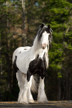 Saillie de l'Étalon Gypsy enregistré Voltaire