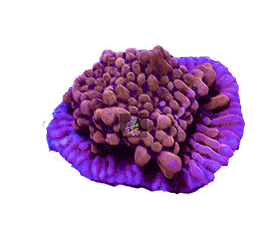 PG Montipora Brainfreeze