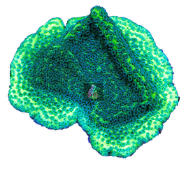 PG Montipora Pokerstars