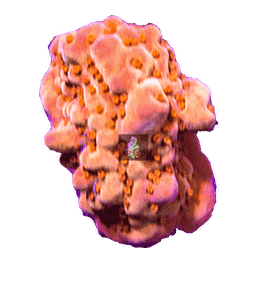 PG Montipora Setosa