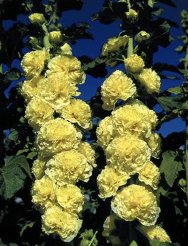Stockrose "Chaters Yellow"