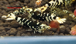 Startgroep caridina 12 stuks (medium en high grade)
